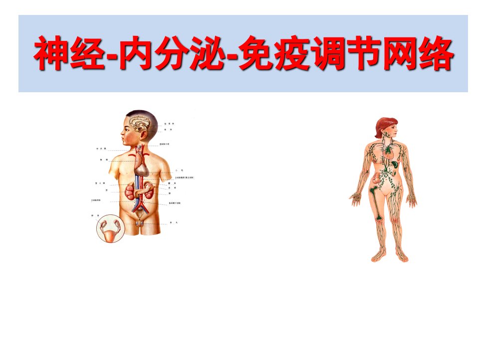 神经、内分泌与免疫系统的关系