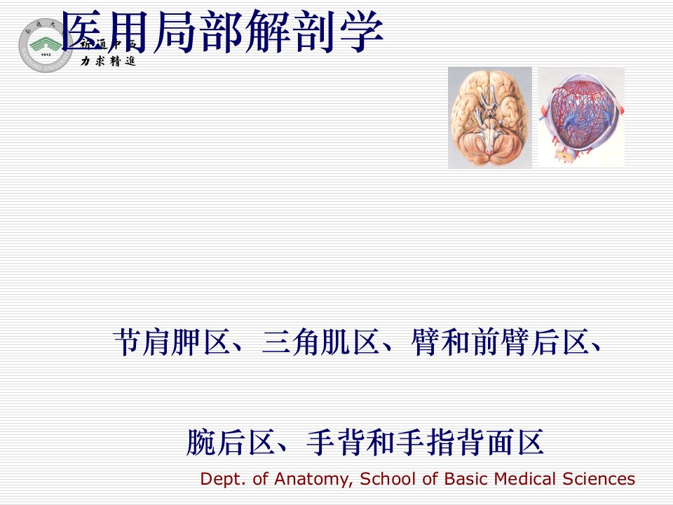 医用局部解剖学-肩胛区、三角肌区、臂和前臂后区、腕后区、手背和手指背面