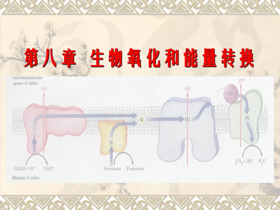 生物化学第八章生物氧化和能量转化