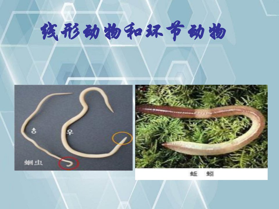 八年级生物上册