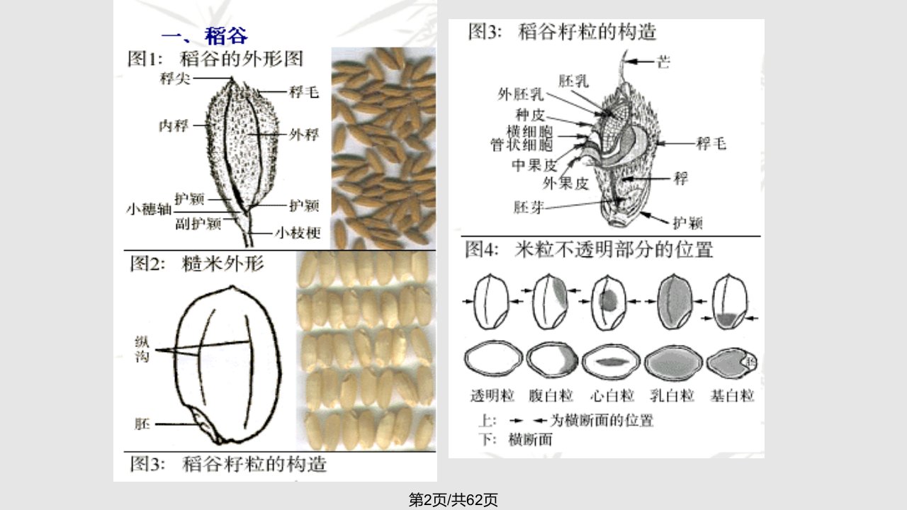 粮油贮藏学习