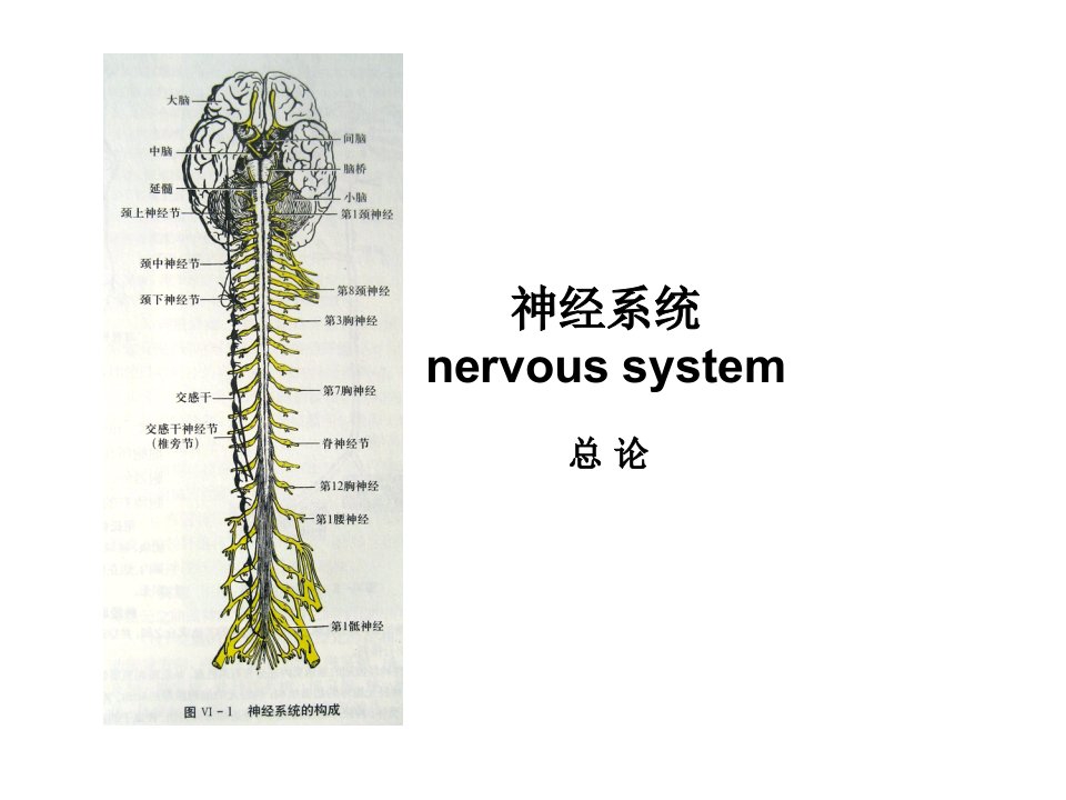 中文_系统解剖学课件_神经系统总论和脊髓医学PPT课件