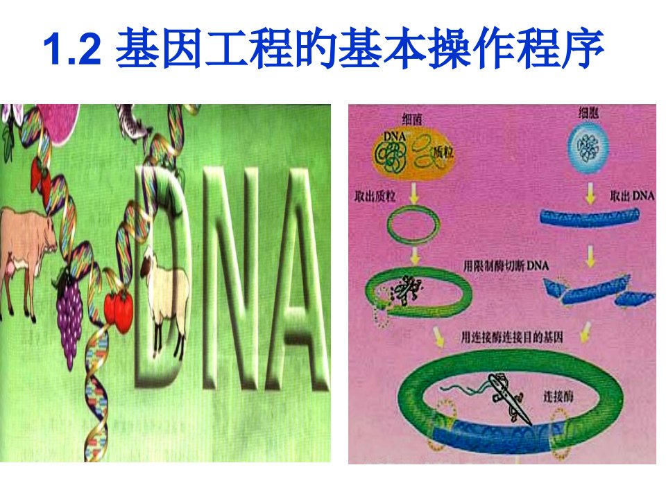 基因工程的基本操作程序