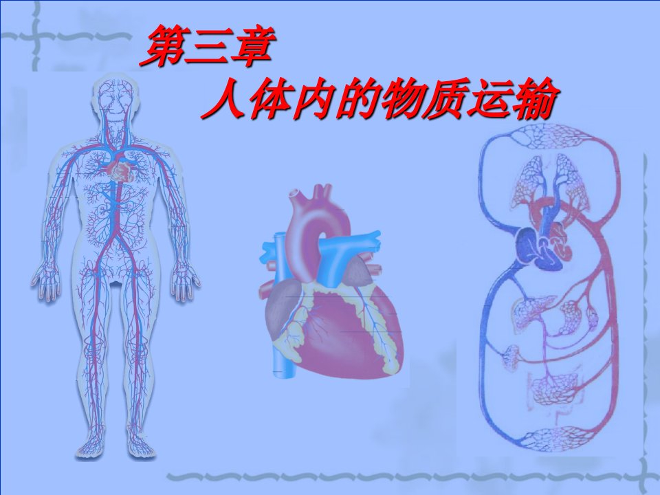 人体内的物质运输课件（34张PPT）