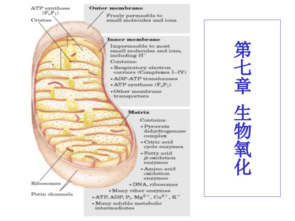 chapter24--生物氧化-电子传递和氧化磷酸化作用ppt课件