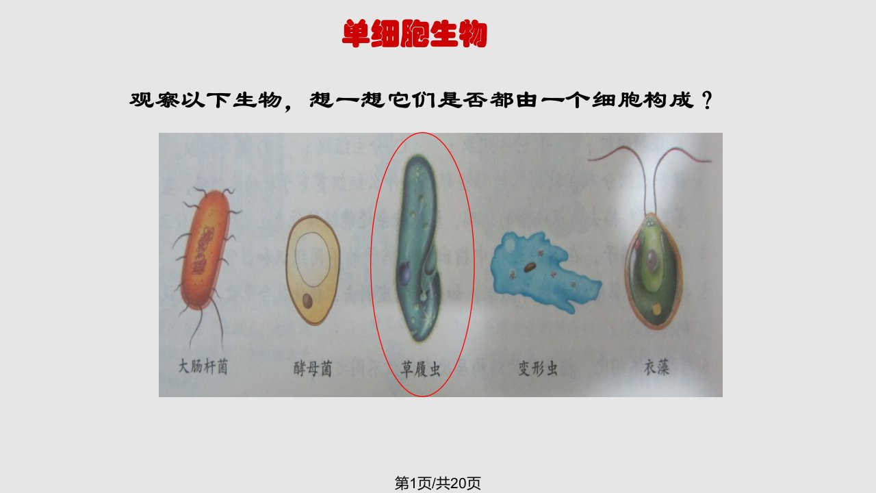 观察草履虫的取食运动和趋性上课PPT课件