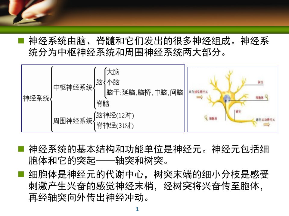 《周围神经系统药物》PPT课件