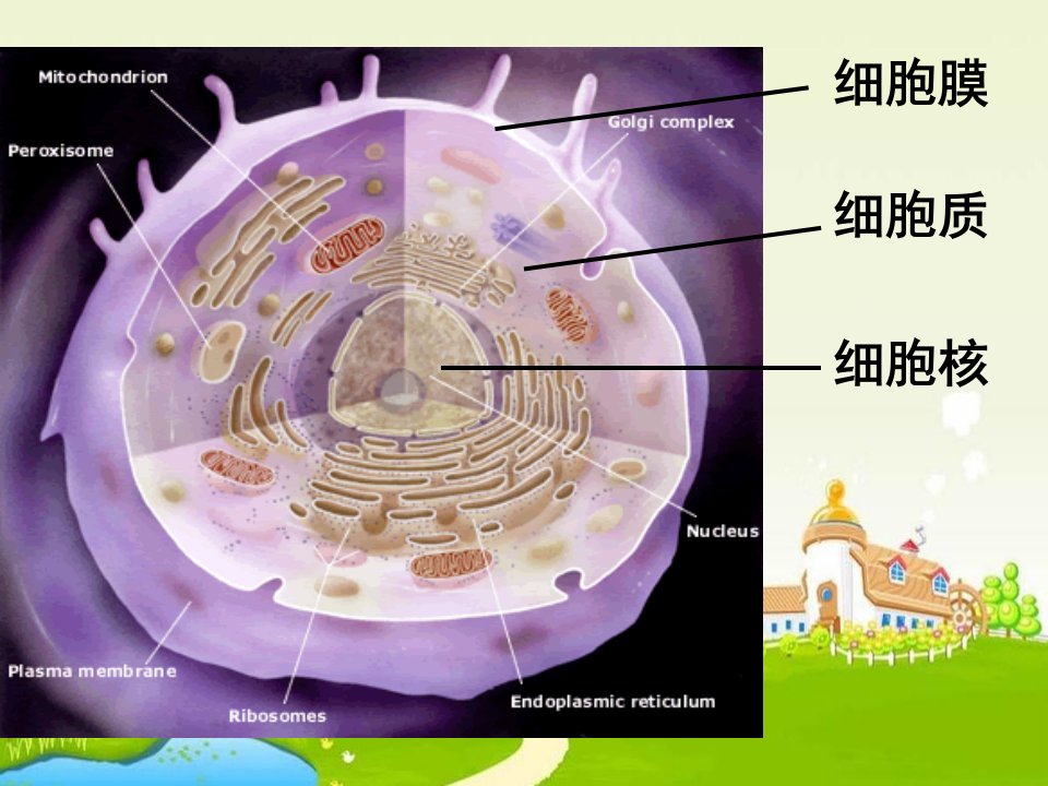 2017人教版高中生物必修1第三章