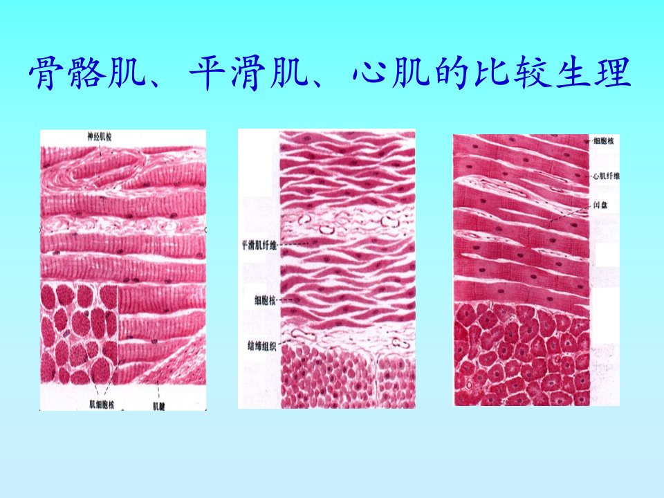 骨骼肌、心肌、平滑肌的比较PPT.ppt