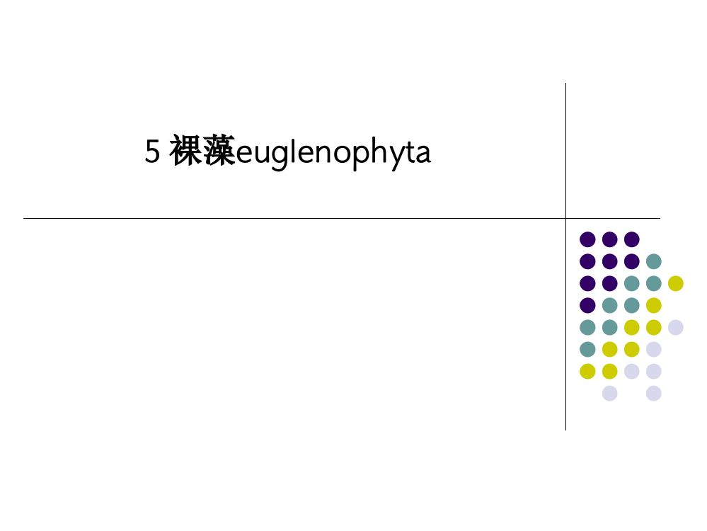 5-裸藻euglenophyta-PPT课件