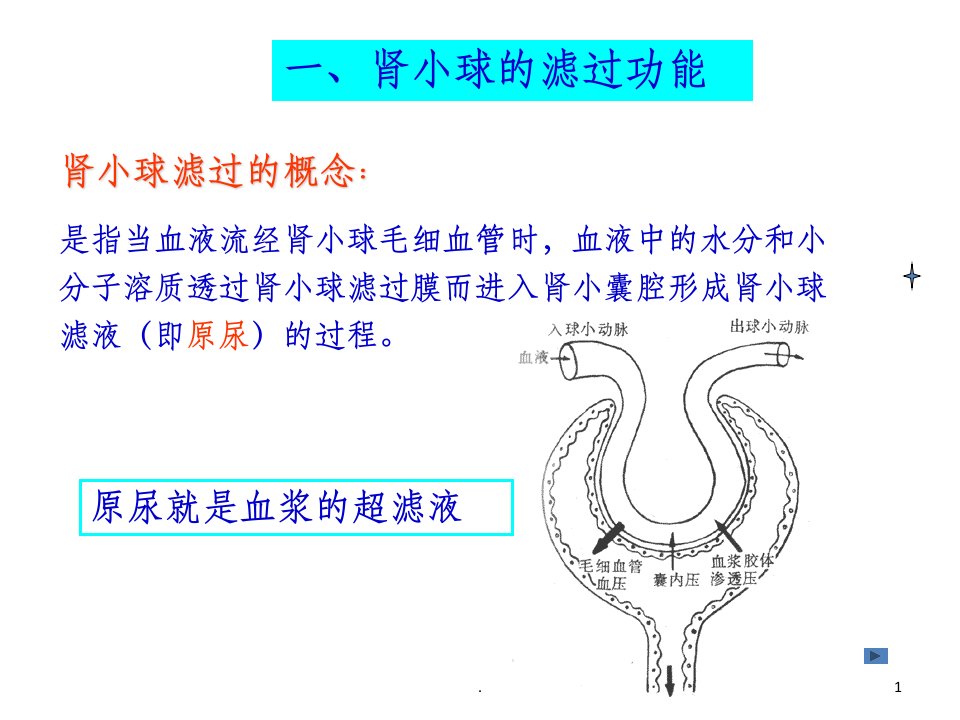 肾小球滤过功能ppt课件