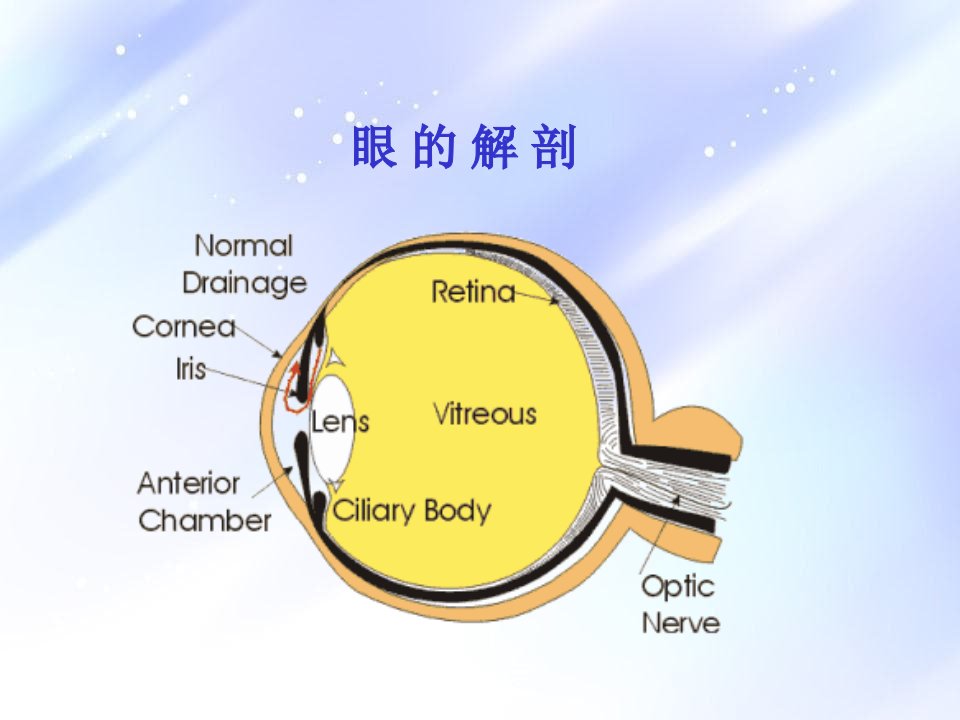 眼底造影基础课件