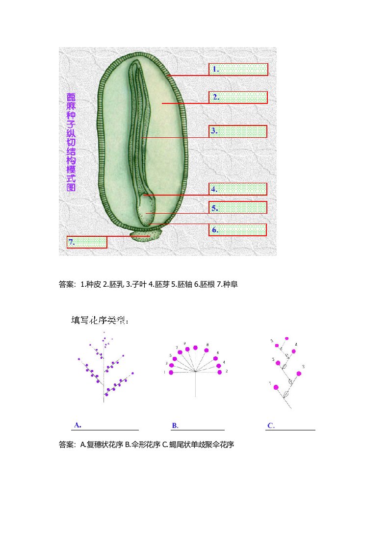 2023年植物学题库填图题