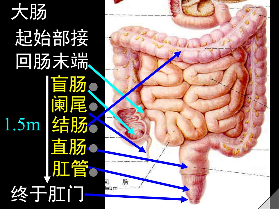 人体解剖学：大肠