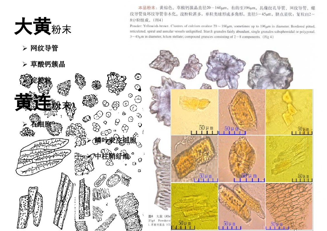 中药鉴定学显微鉴定