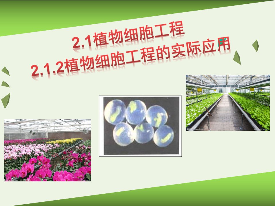 2020_2021学年高中生物专题2细胞工程1.2植物细胞工程的实际应用课件2新人教版选修3