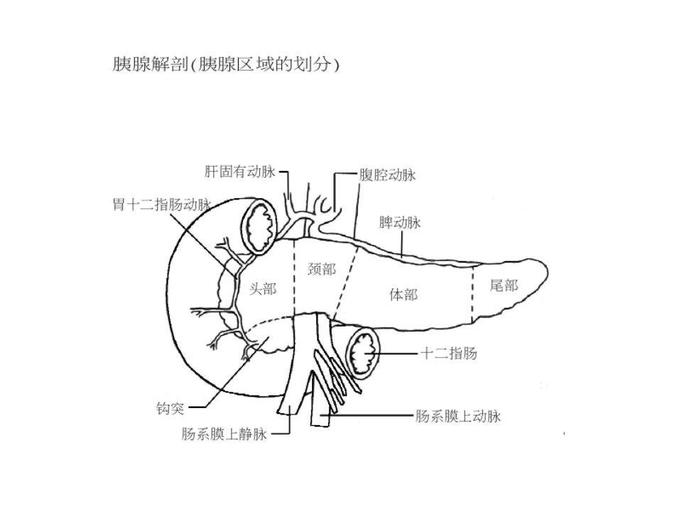 胰腺B超解剖.ppt课件