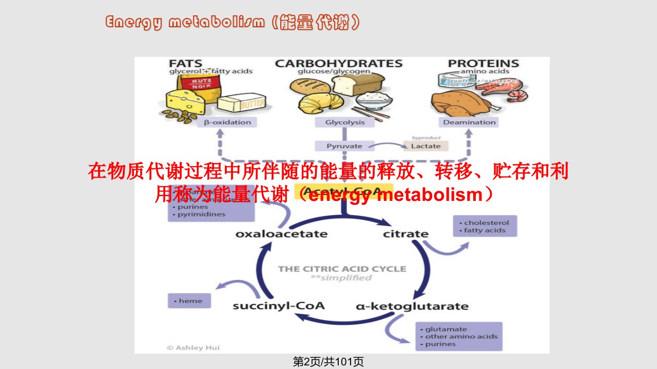 能量代谢第二学期