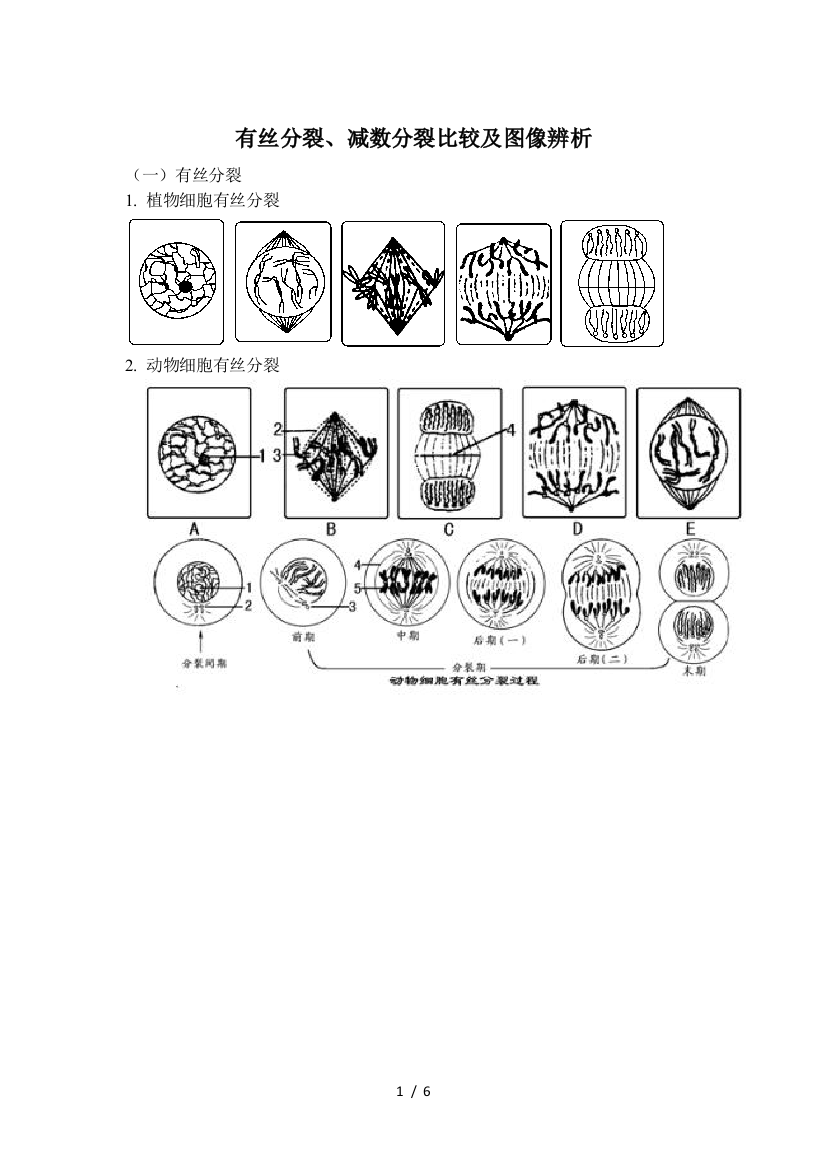 有丝分裂、减数分裂比较及图像辨析