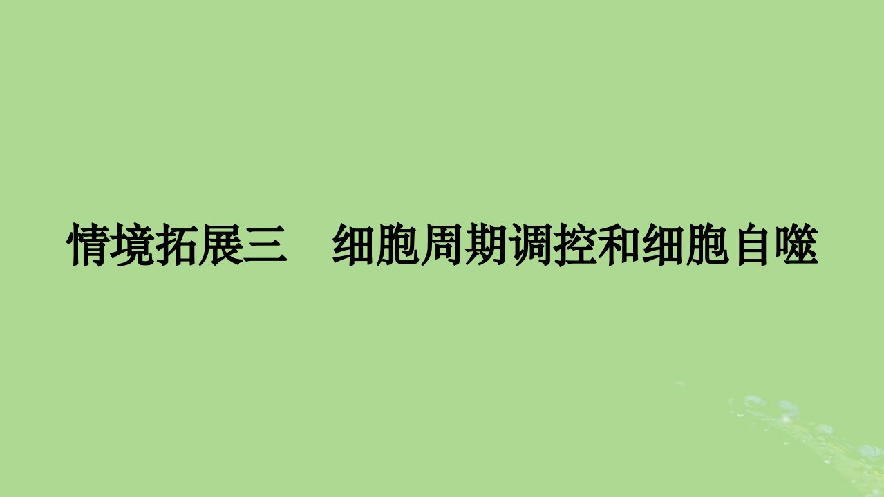 2025版高考生物一轮总复习必修1情境拓展3细胞周期调控和细胞自噬课件