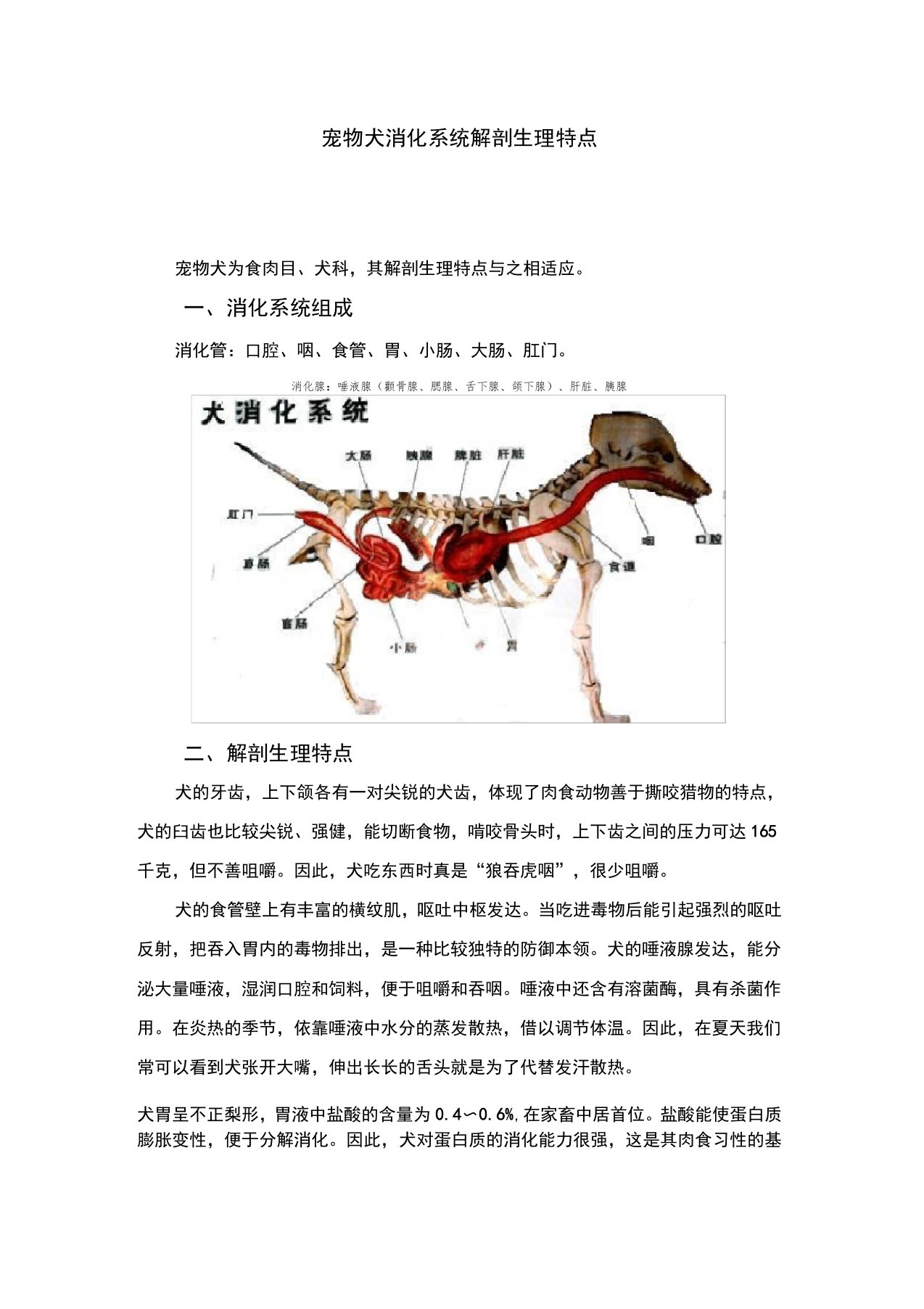 宠物犬消化系统解剖生理特点汇总