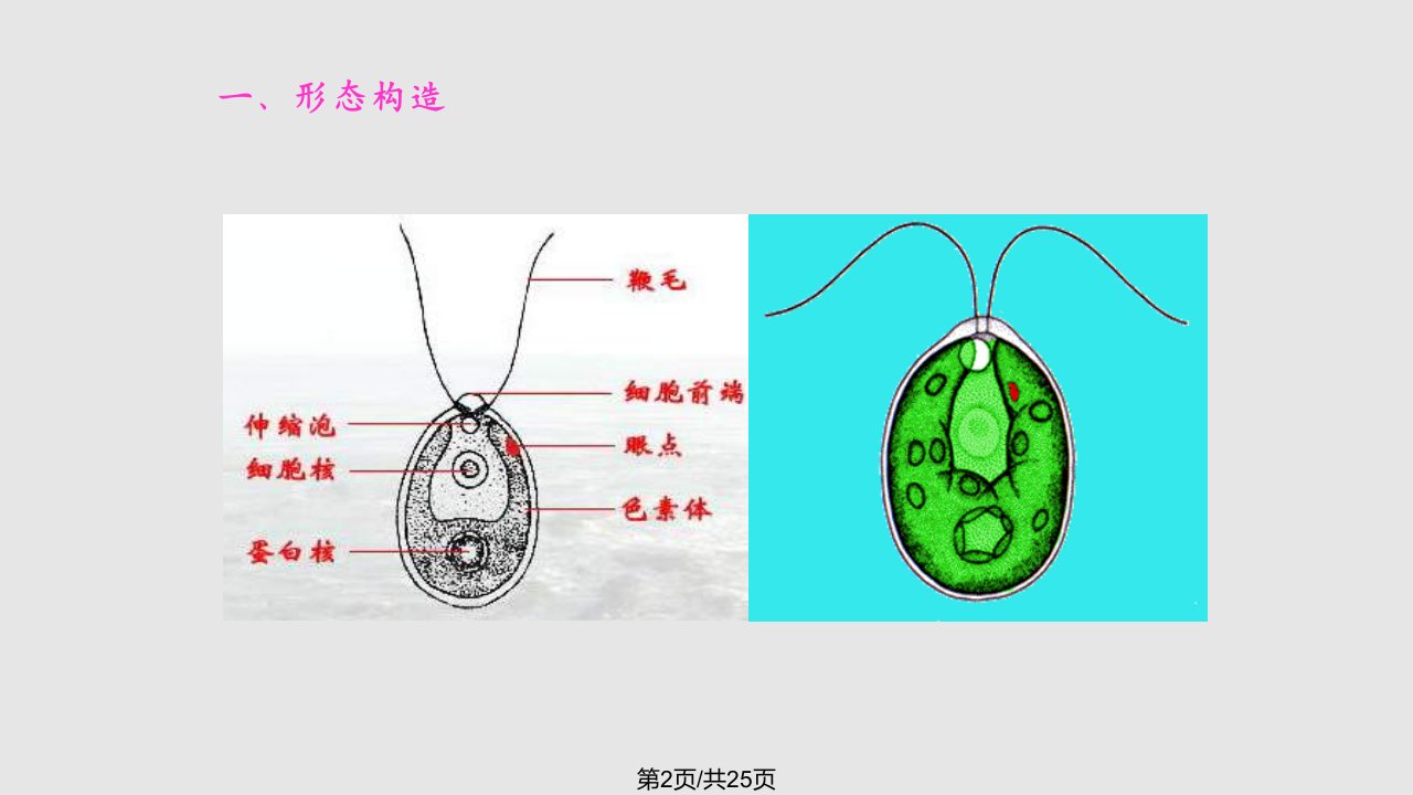 水生生物学绿藻门