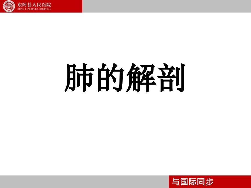 肺的解剖支气管镜下肺脏的分段讲座教学课件PPT