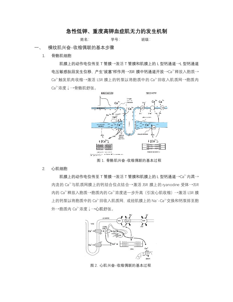 急性低钾、重度高钾血症肌无力的发生机制