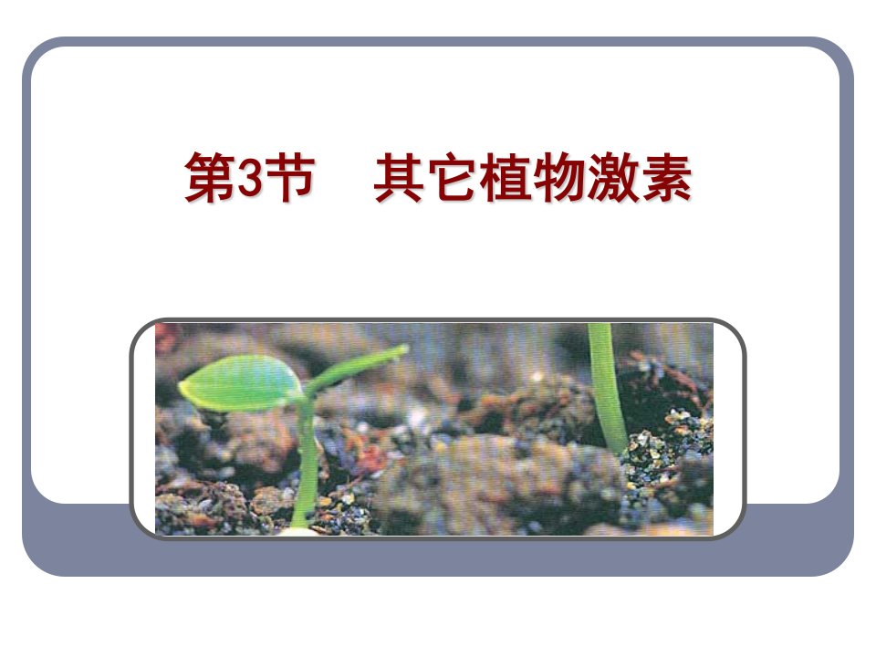 生物：33《其它植物激素》课件新人教版必修3