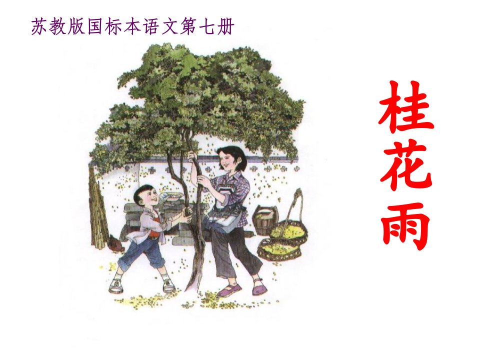 12《桂花雨》课件