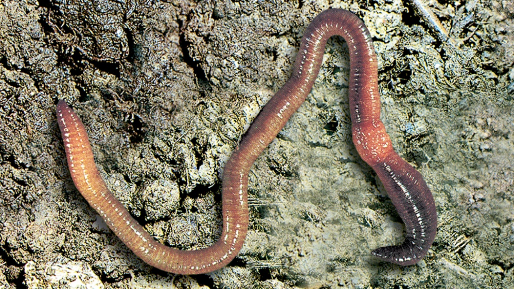 内蒙古鄂尔多斯市达级生物上册