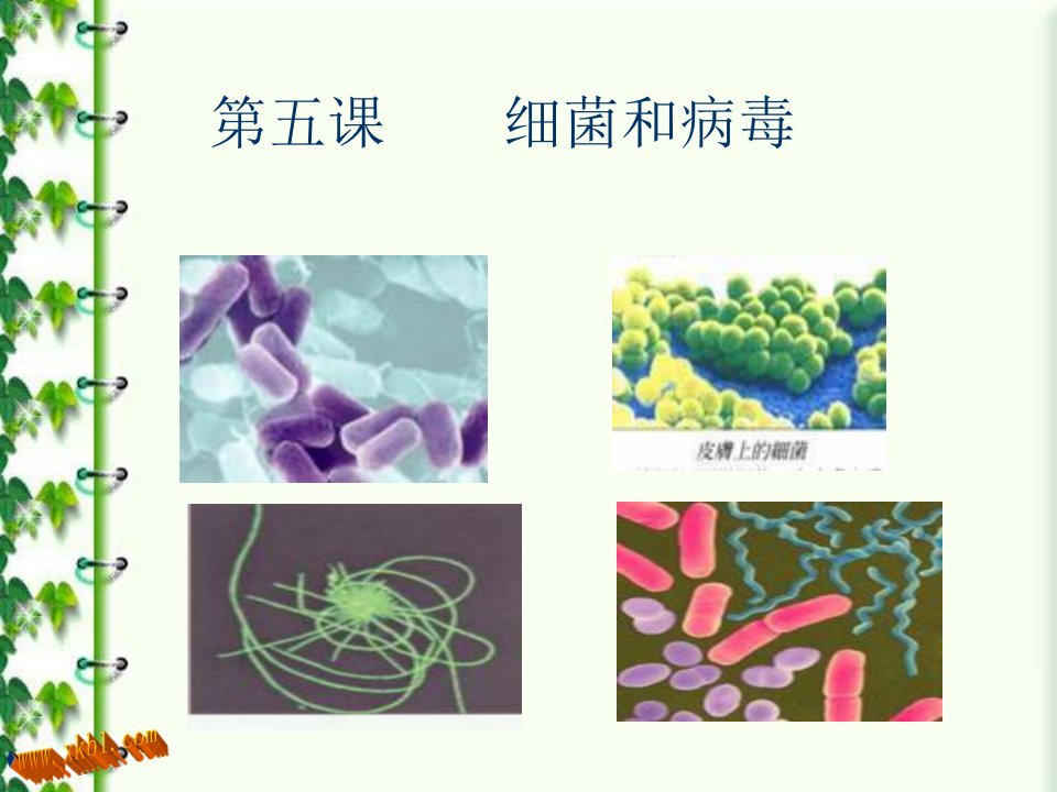 小学科学细菌和病毒