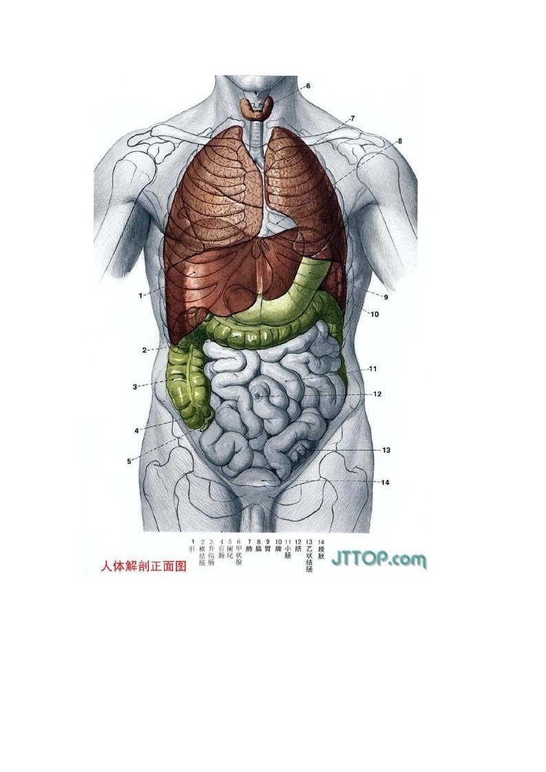 全套高清人体器官,内脏,骨骼解剖图