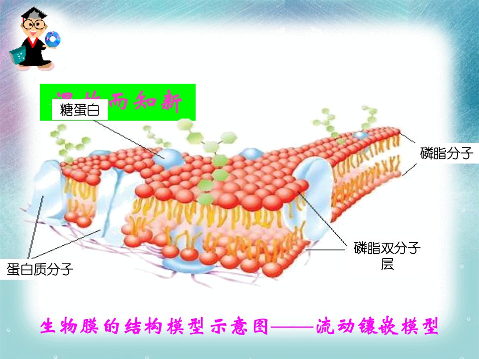 物质跨膜运输的方式