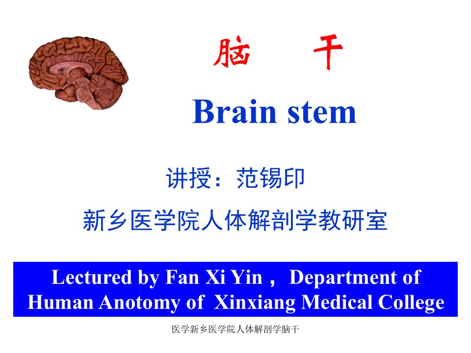 医学新乡医学院人体解剖学脑干课件