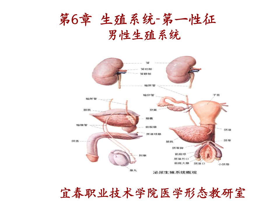 系统解剖学第6章