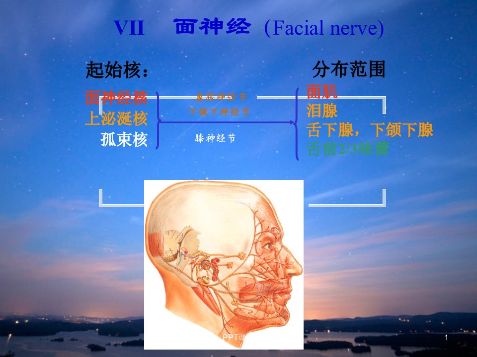 面神经解剖