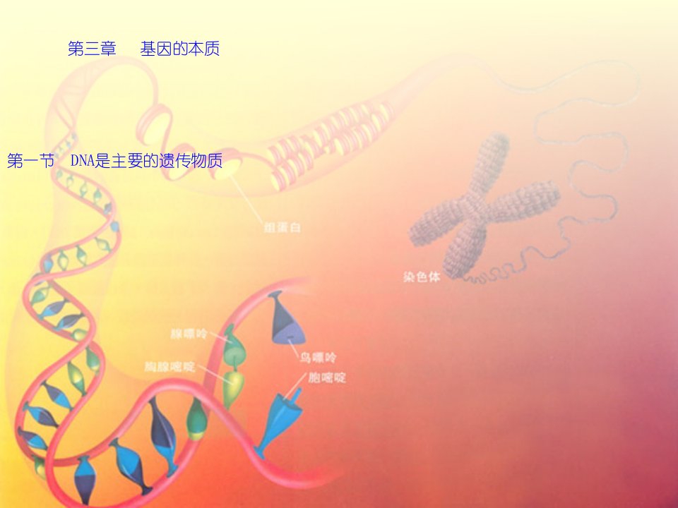 CY100906高中二年级生物DNA是主要的遗传