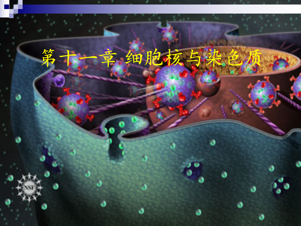 第十一章-细胞核与染色质