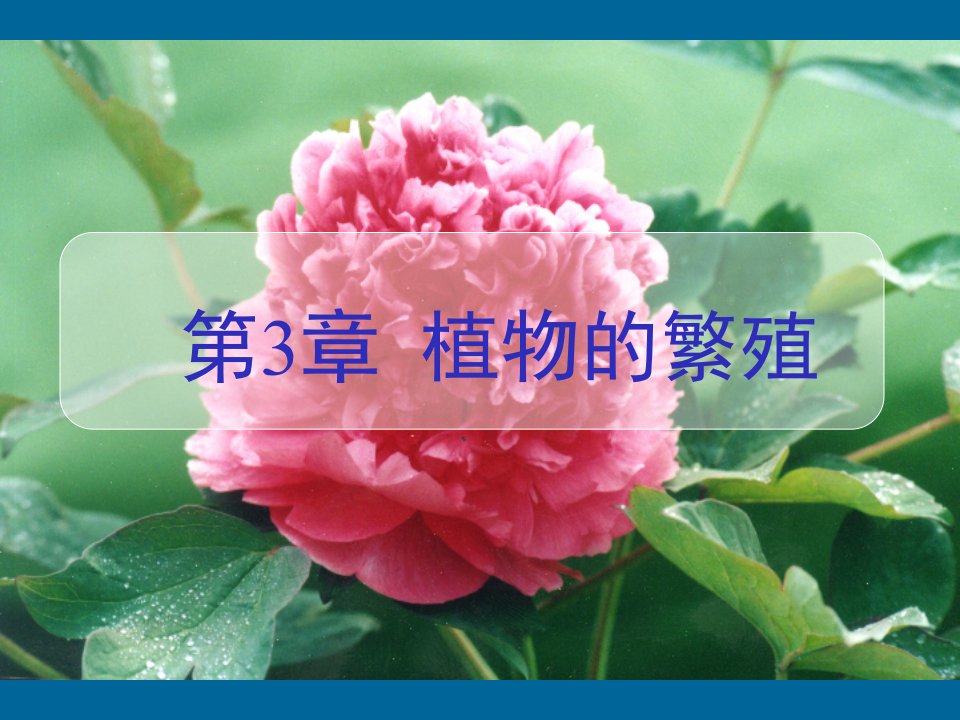 植物学课件