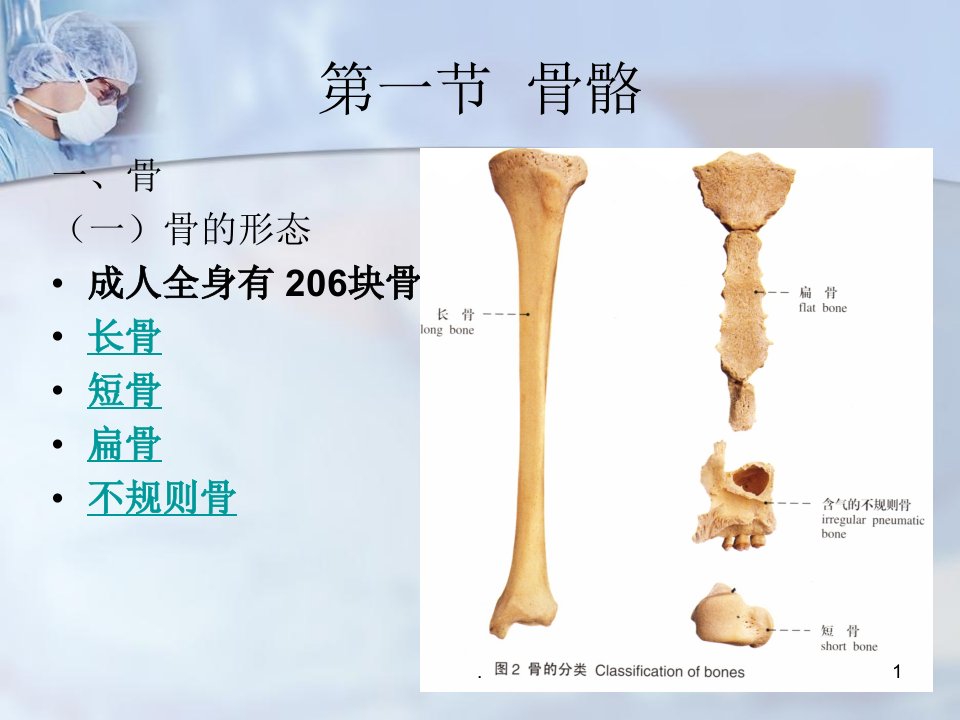 人体解剖学运动系统医学PPT课件