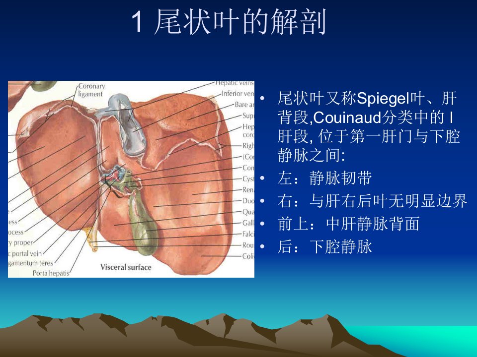 肝尾状叶外科