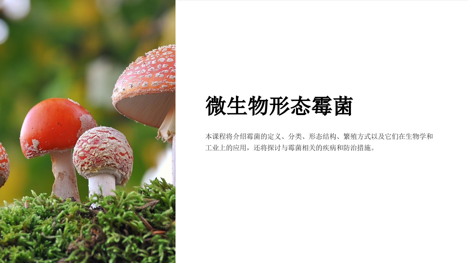 《微生物形态霉菌》课件