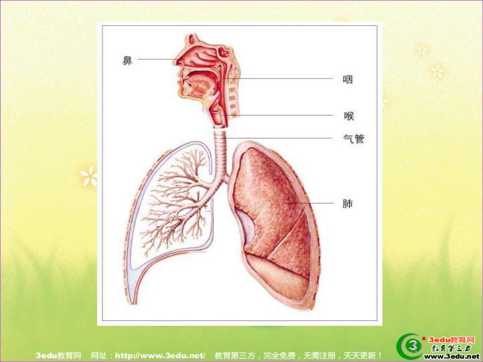 七年级生物呼吸运动与肺通气ppt课件