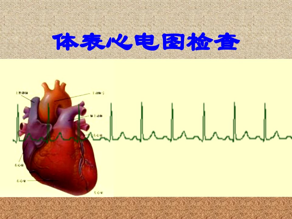 体表心电图检查