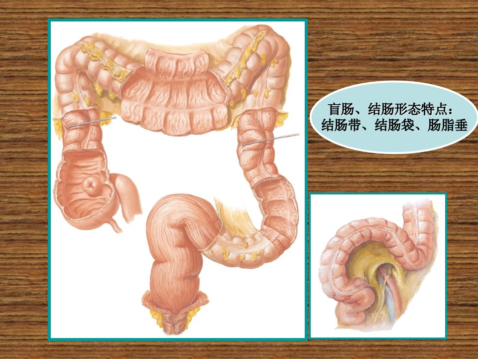 《人体局解腹部》PPT课件