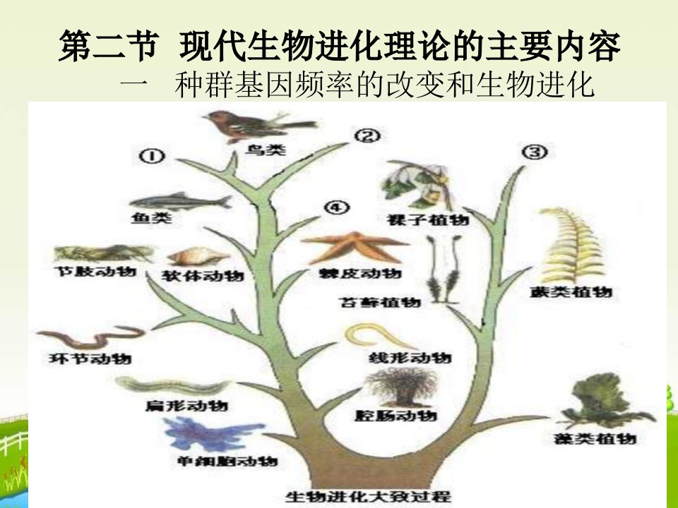 7.2《遗传与进化-现代生物进化理论的主要内容》（必修2）3