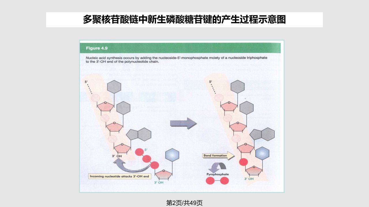 染色体与DNA2学习