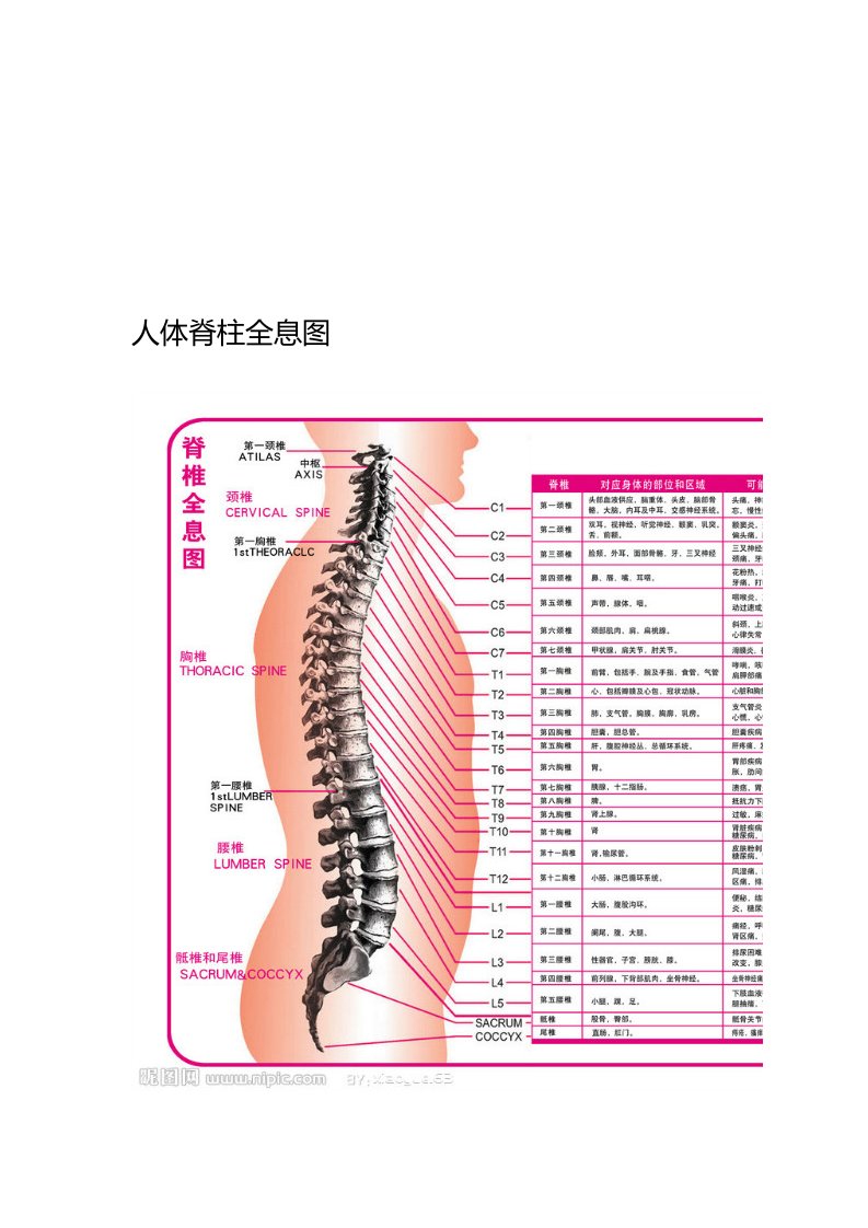 人体脊柱全息图