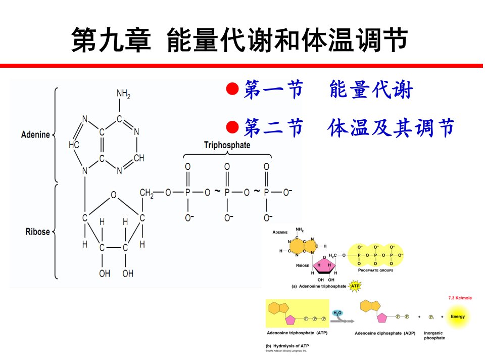 能量代谢与体温调节